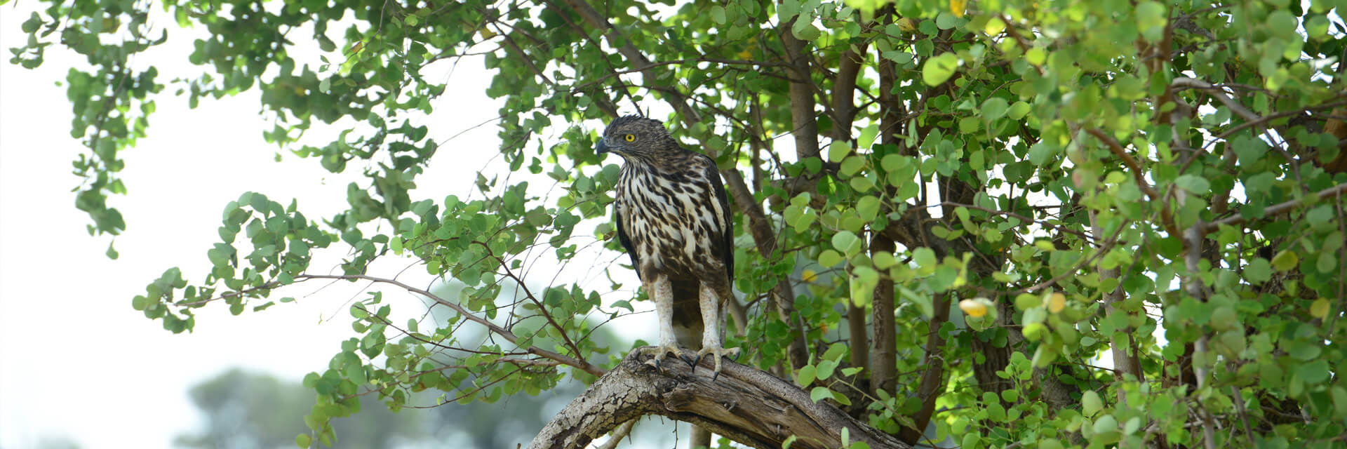 udawalawe hotels sri lanka - Udawalawe National Park - Bird Watching Udawalawe